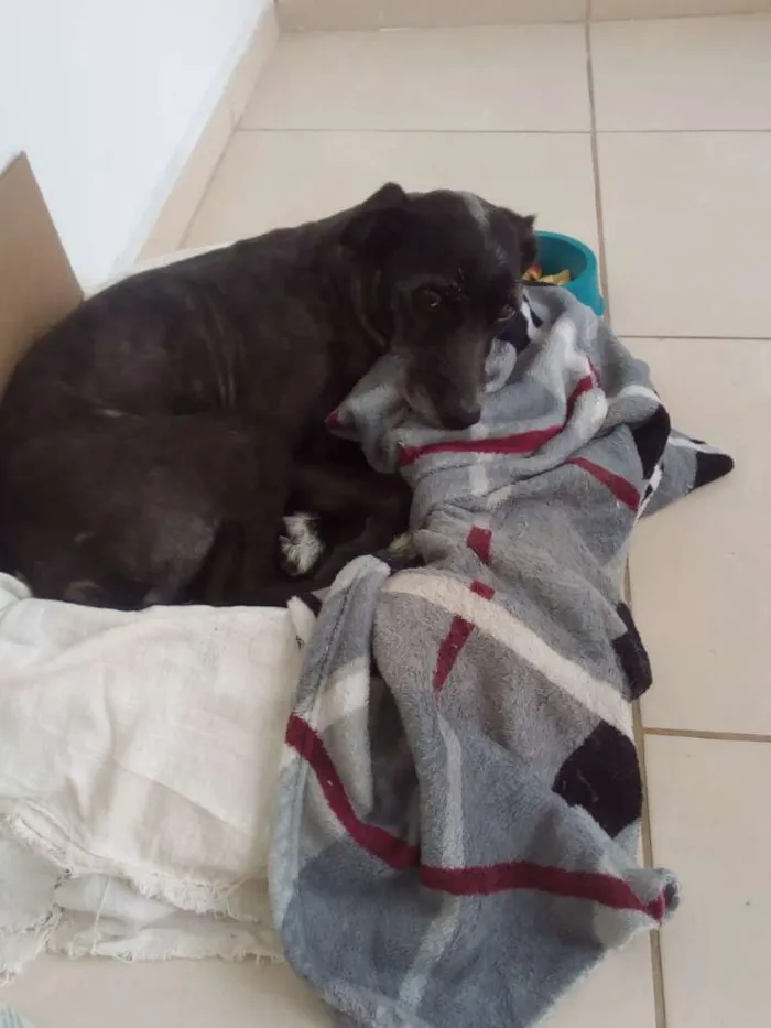 Cachorro ra a SRD idade 4 anos nome Stalker