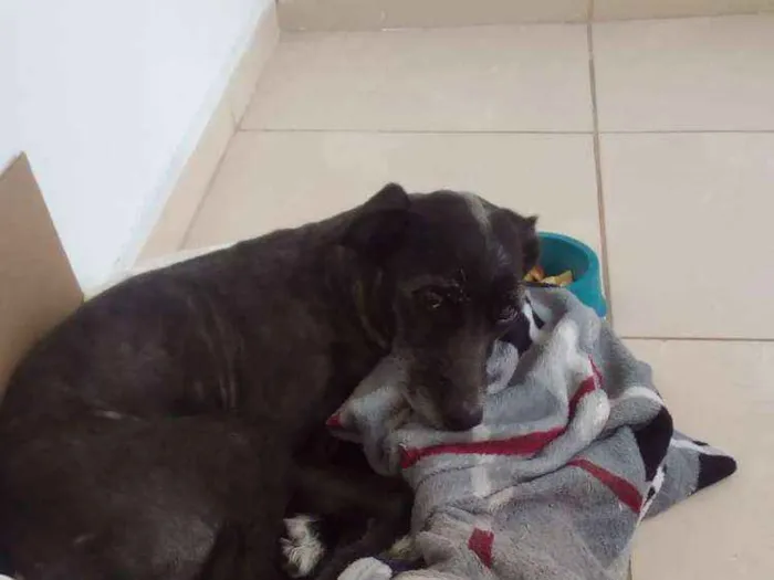 Cachorro ra a SRD idade 4 anos nome Stalker