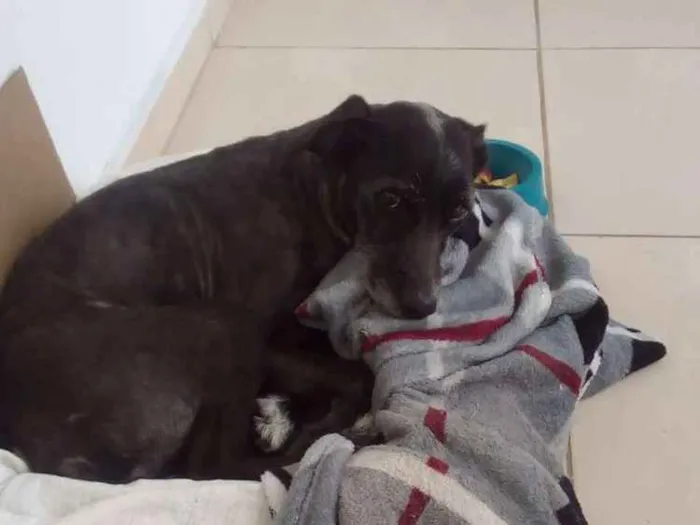 Cachorro ra a SRD idade 4 anos nome Stalker