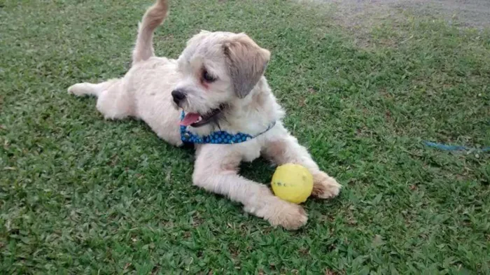 Cachorro ra a Lhasa Apso idade 3 anos nome Dudu