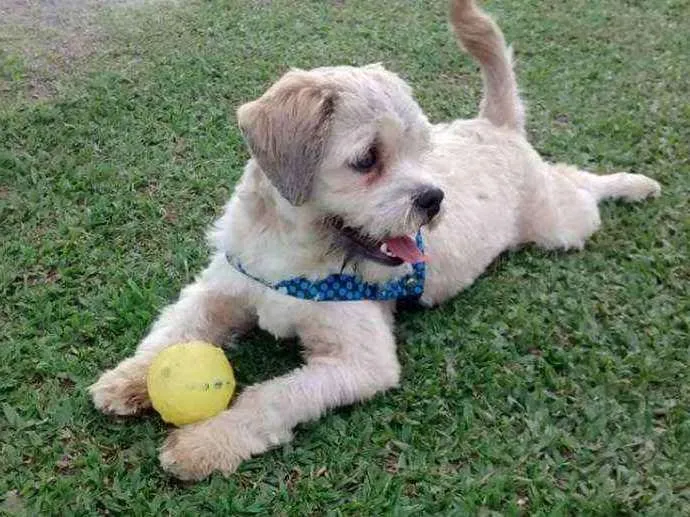 Cachorro ra a Lhasa Apso idade 3 anos nome Dudu