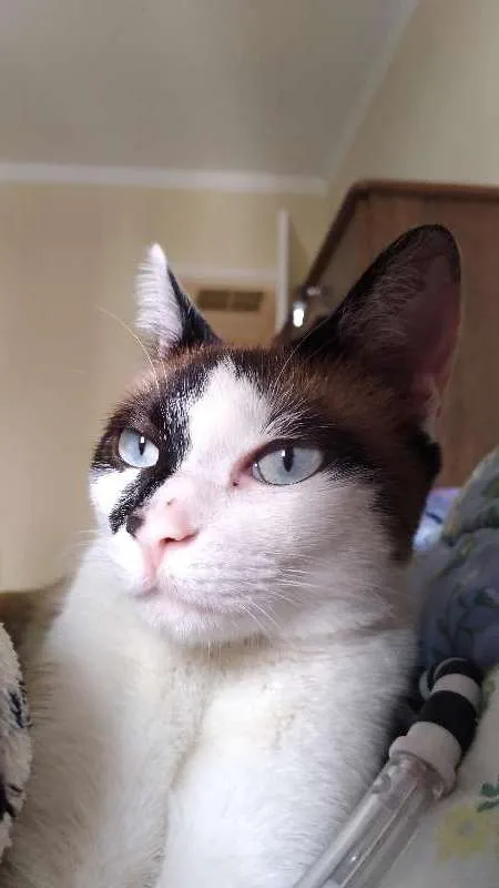 Gato raça Indefinido idade 1 ano nome Sem nome