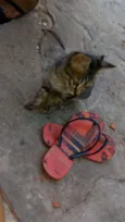 Tobias 
