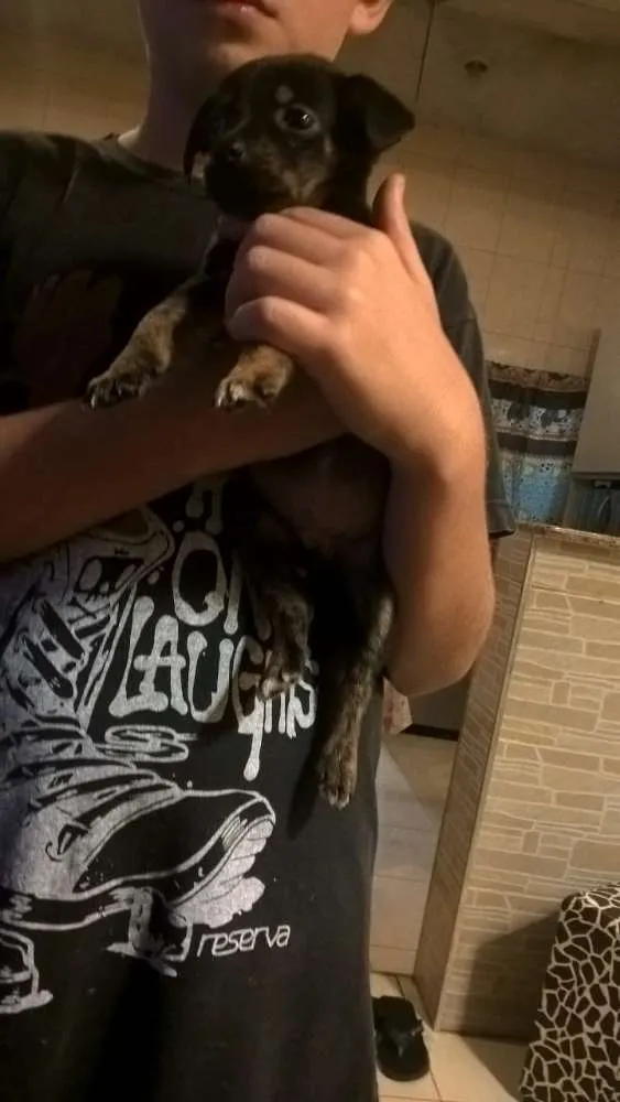 Cachorro ra a  idade 2 a 6 meses nome Não tem