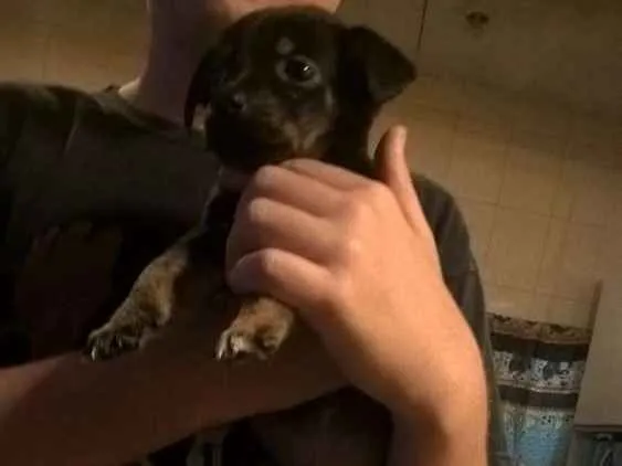 Cachorro ra a  idade 2 a 6 meses nome Não tem