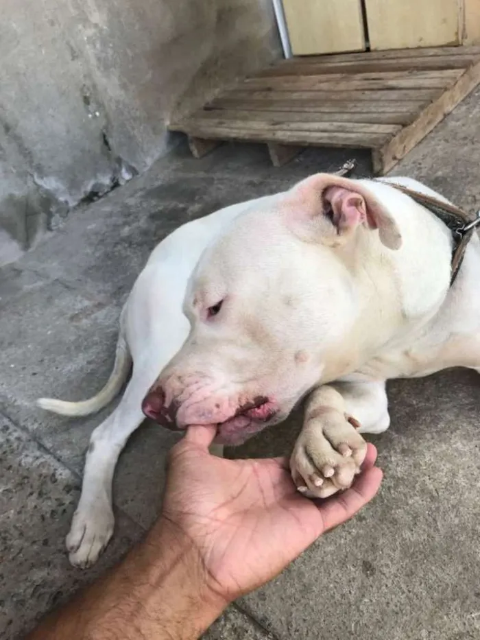 Cachorro ra a Pit Bull idade 2 anos nome Thor