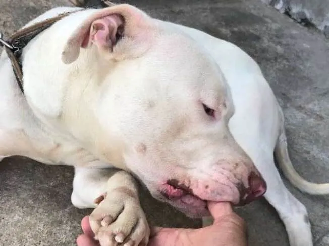 Cachorro ra a Pit Bull idade 2 anos nome Thor