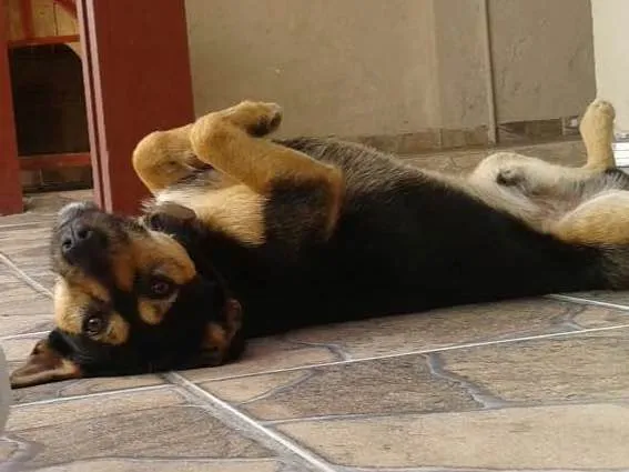 Cachorro ra a Vira Lata  idade 2 anos nome Thor