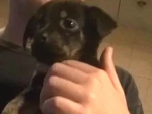 Cachorro raça  idade 2 a 6 meses nome Não tem