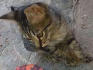 Gato raça srd idade 2 a 6 meses nome Tobias 
