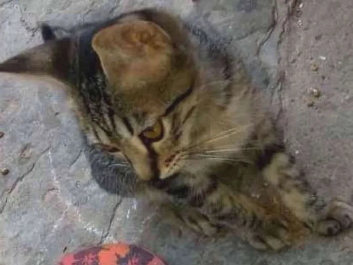 Gato ra a srd idade 2 a 6 meses nome Tobias 