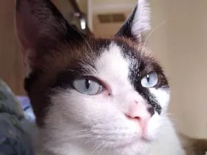 Gato raça Indefinido idade 1 ano nome Sem nome