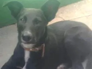 Cachorro raça Srd idade 7 a 11 meses nome Luck