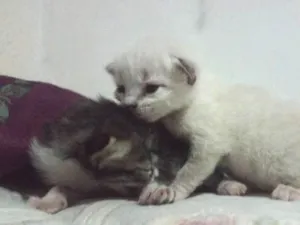 Gato raça desconhecida  idade Abaixo de 2 meses nome Não tem