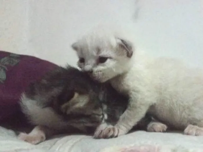 Gato ra a desconhecida  idade Abaixo de 2 meses nome Não tem