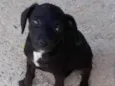 Supino