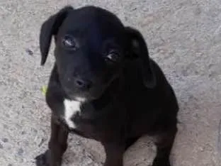 Cachorro ra a Vira lata idade 2 a 6 meses nome Supino