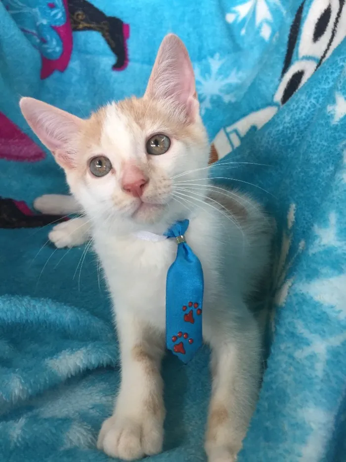 Gato ra a SRD idade 2 a 6 meses nome Woody