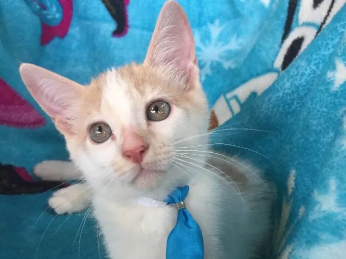 Gato ra a SRD idade 2 a 6 meses nome Woody