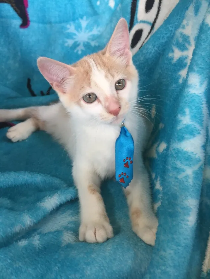Gato ra a SRD idade 2 a 6 meses nome Woody