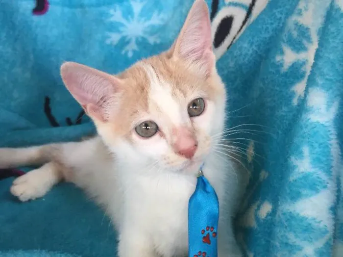 Gato ra a SRD idade 2 a 6 meses nome Woody