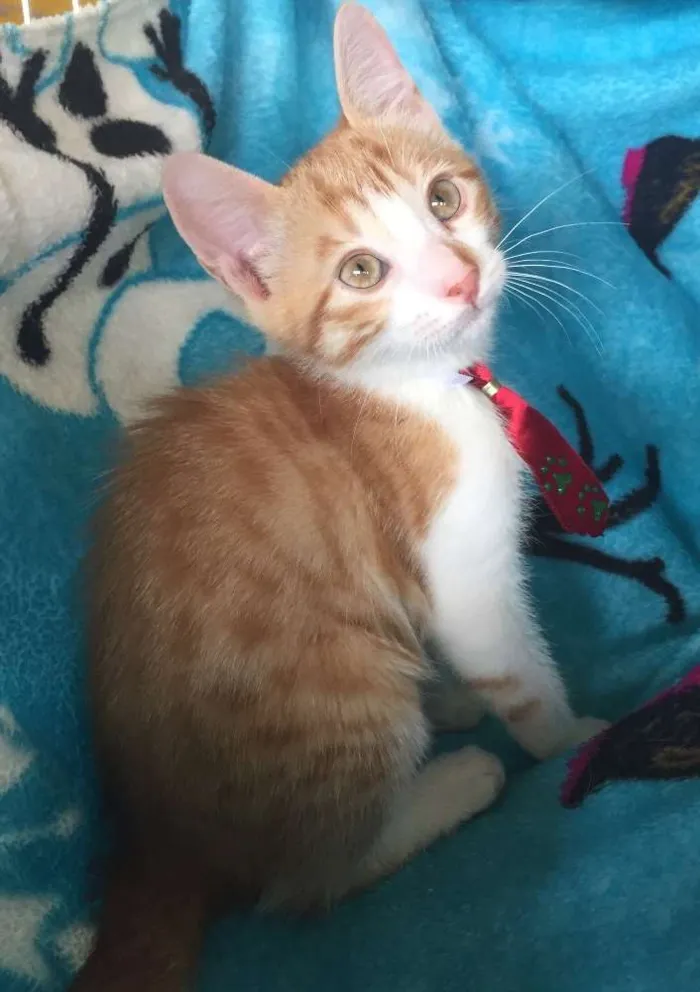Gato ra a SRD idade 2 a 6 meses nome Buzz