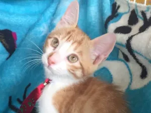 Gato raça SRD idade 2 a 6 meses nome Buzz
