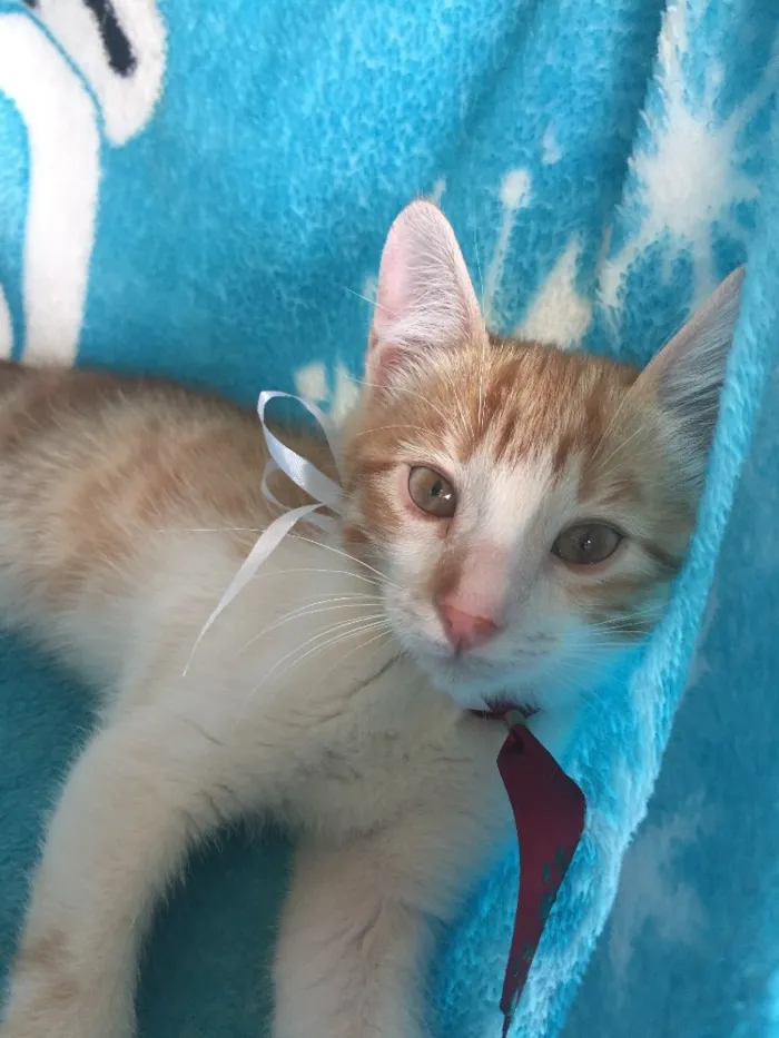 Gato ra a SRD idade 2 a 6 meses nome Buzz
