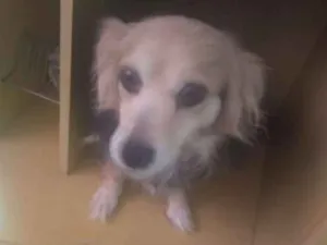 Cachorro raça Vira Lata  idade 5 anos nome Julinha