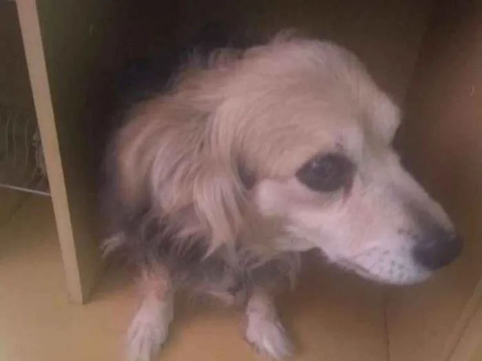 Cachorro ra a Vira Lata  idade 5 anos nome Julinha