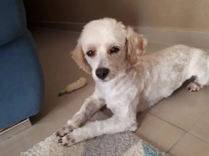 Cachorro raça Mestiço Poodle idade 3 anos nome Tedy