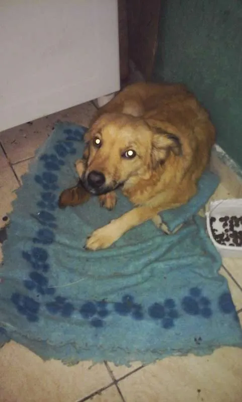 Cachorro ra a srd idade 7 a 11 meses nome max
