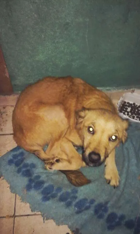 Cachorro ra a srd idade 7 a 11 meses nome max
