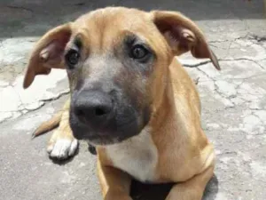 Cachorro raça srd idade 2 a 6 meses nome dudu e mancha
