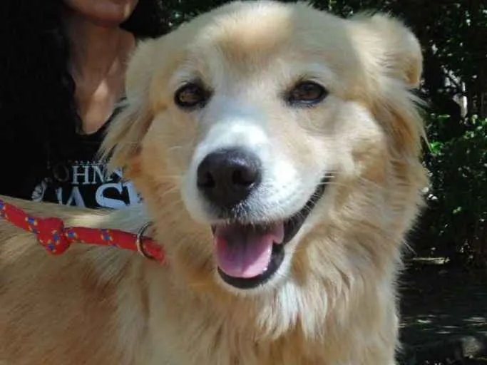 Cachorro ra a srd idade 3 anos nome MEL