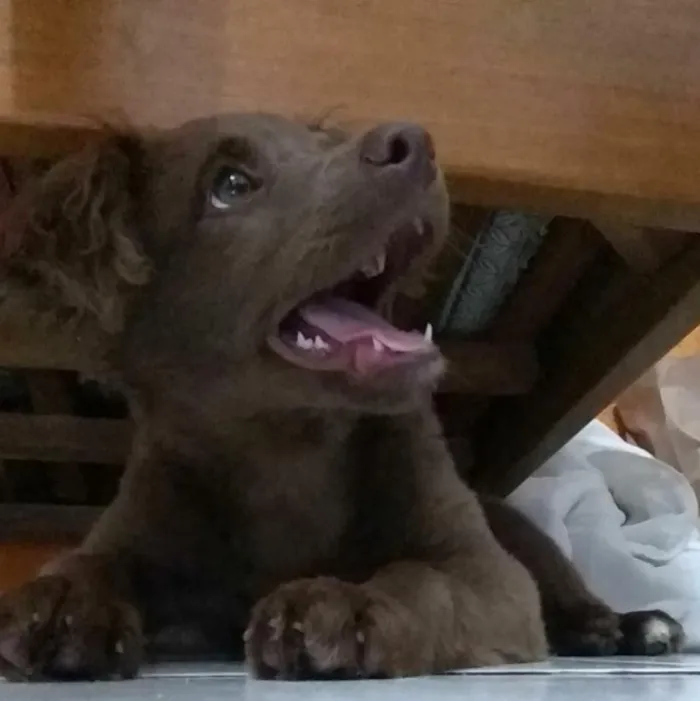Cachorro ra a srd idade 2 a 6 meses nome Mel