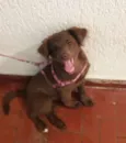 Mel