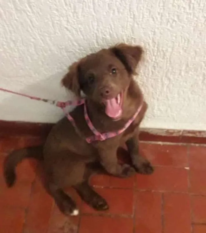 Cachorro ra a srd idade 2 a 6 meses nome Mel