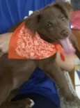 Mel