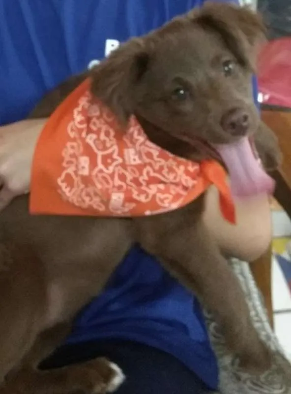 Cachorro ra a srd idade 2 a 6 meses nome Mel