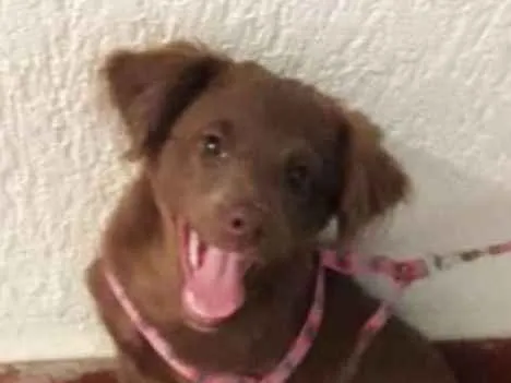 Cachorro ra a srd idade 2 a 6 meses nome Mel