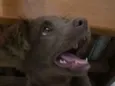 Mel