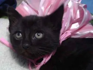 Gato raça SEM RAÇA DEFINIDA idade Abaixo de 2 meses nome NÃO TEM AINDA 
