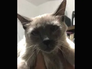 Gato raça Vira lata  idade 3 anos nome Lindinho