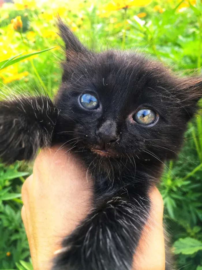 Gato ra a Gato idade Abaixo de 2 meses nome Não colocamos nomes 