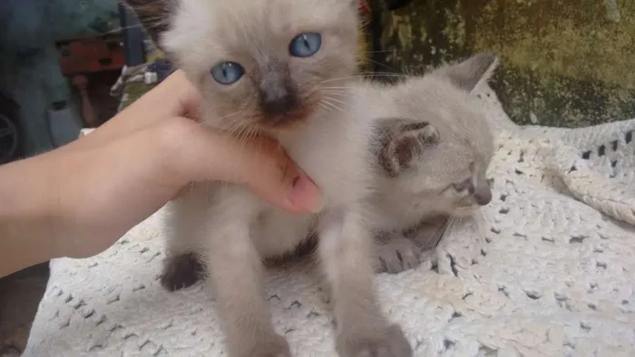 Gato ra a  idade Abaixo de 2 meses nome Não tem nome