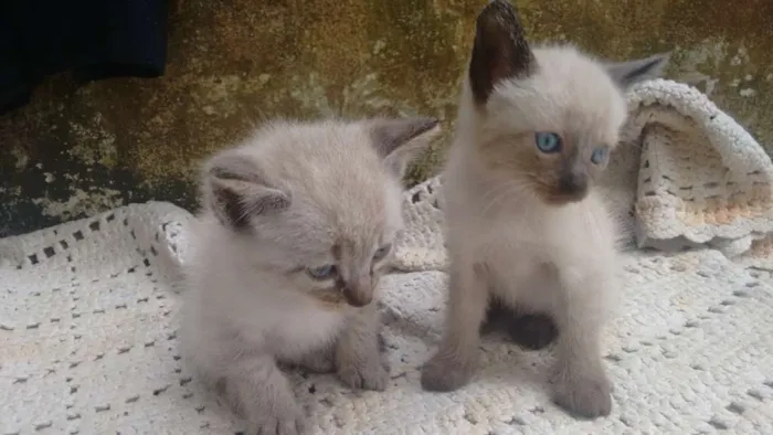 Gato ra a  idade Abaixo de 2 meses nome Não tem nome