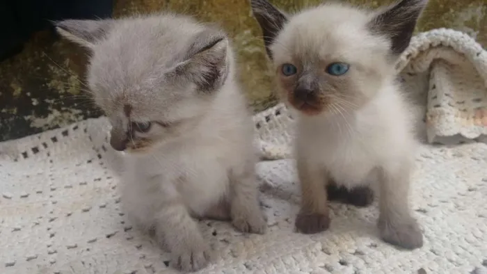 Gato ra a  idade Abaixo de 2 meses nome Não tem nome