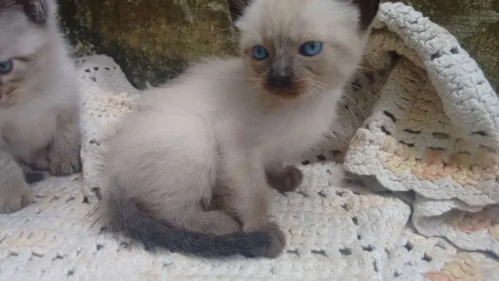 Gato ra a  idade Abaixo de 2 meses nome Não tem nome
