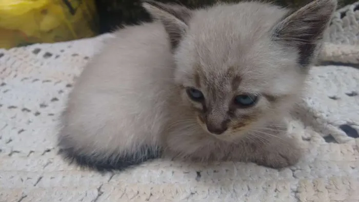 Gato ra a  idade Abaixo de 2 meses nome Não tem nome